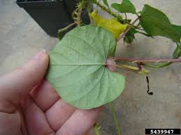 Image result for Ipomoea turbinata