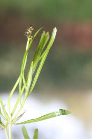 Image result for Potamogeton pusillus