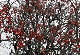 Image result for Erythrina falcata