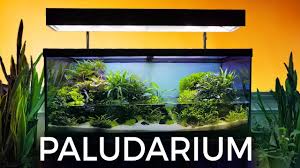 Guided Tour Of This Stunning Paludarium Youtube Aquarium Design Aquascape Diy Aquarium