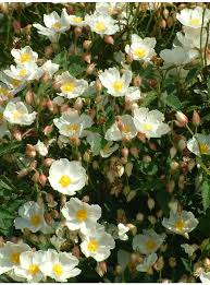 Cistus Cistus X Hybridus The Beth Chatto Gardens Plants Alpine Plants Garden Planning