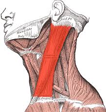Pin On Beautiful Anatomy