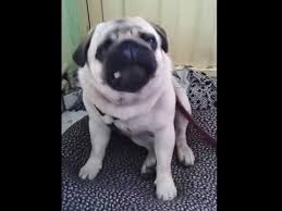 Pug Nasil Bir Kopek Cinsi Pug Ve Sakiz Youtube