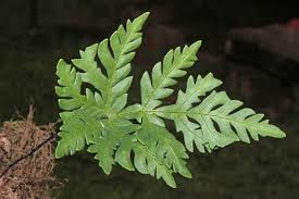 Image result for Doryopteris concolor