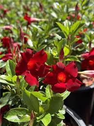 Image result for Mandevilla
