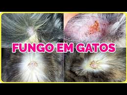 Conhecida como fungo preto, a doença afeta principalmente pessoas com diabete descontrolada ou que fazem uso de imunossupressores. Fungo Em Gato Como Tratar De Maneira Facil E Rapida Gatil Hauser Youtube