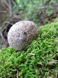 Maybe you would like to learn more about one of these? A Rolling Stone Gathers No Moss Wikipedia