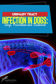 Urinary Tract Infection In Dogs Prevention And Treatments With Images Bladder Infection In Dogs Urinary Tract Infection Sinus Infection