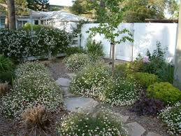 Image result for Erigeron karvinskianus