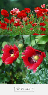 Poppies are grown nearly all over the world, and come in varied sizes, colors, and textures. How To Grow Poppies From Seed Growing Poppies Planting Poppies Planting Poppy Seeds