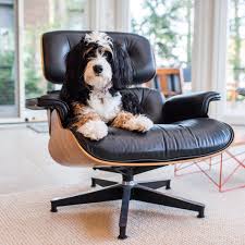 design within reach dog plus eames lounge chair dwr tweets twitter dwrpins hermanmiller eames lounge chair lounge chair eames