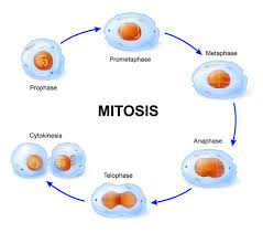 Mitosis Yahoo Image Search Results Mitosis Kindergarten Skills Abc Worksheets