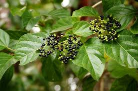 Image result for Premna serratifolia