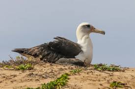 Image result for Entephria byssata