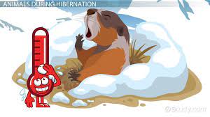 Hibernation Lesson For Kids Definition Facts Video Lesson Transcript Study Com