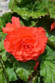 Image result for Begonia pulcherrima