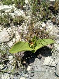 Image result for Eriosema chrysadenium