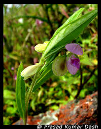Image result for Polygala persicariifolia
