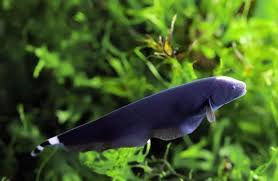 Multicolor Feather Fish Size Medium Rs 140 Pair Pihu Fish Aquarium Id 19566235888