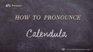 If you see the name calendula divided into smaller parts you can try to pronounce each part separately to get correct emphasis. How To Pronounce Calendula Calendula Pronunciation Youtube