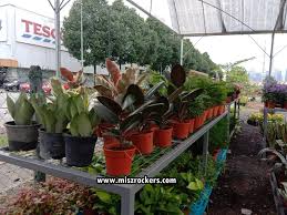 Dia diam saja tidak bergerak dan napasnya masih halus dan teratur. Pokok Hiasan Dan Tanaman Hijau Di Floral Production Nursery Ampang Depan Tesco Extra Ampang Ceritera Si Gadis Biru