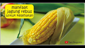 Manfaat jagung rebus untuk kesehatan. Manfaat Jagung Rebus Untuk Kesehatan Youtube