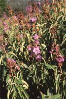 Image result for Dissotis princeps