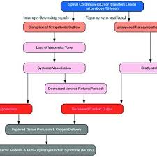 Image result for Spinal Shock