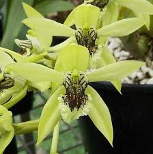 Coelogyne Mayeriana X Coelogyne Pandurata Wachsende Orchideen Orchideen Orchideen Garten