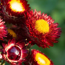 Image result for Helichrysum globosum