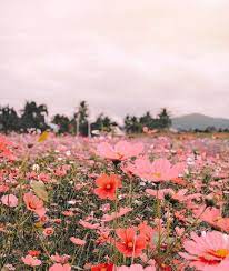 Grace Bonney On Instagram Finding The Most Inspiration In This Incredible Photo That Readysetkho Posted In D Flower Aesthetic Flower Field Nature Aesthetic