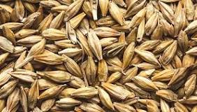 Image result for is barley a millet