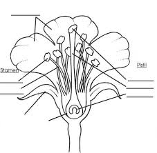 Of Part Seed Plant Diagram Seed Diagram Worksheet Parts Of A Flower Diagram Of A Flower Biology Worksheet