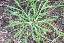 Image result for Bromus catharticus