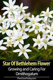 Ornithogalum How To Grow And Care For Star Of Bethlehem Flower White Perennial Flowers Star Of Bethlehem Flowers Perennials