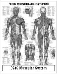 anatomical chart company 9781587790355 mckesson medical