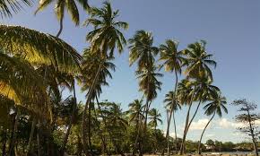 Plage Roseau Capesterre Belle Eau Guadeloupe Guadeloupe Plage Roseaux