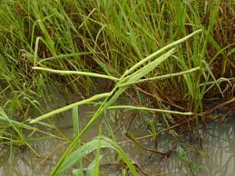 Image result for Paspalum scrobiculatum