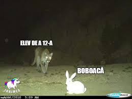 Un iepure este personajul de joc perfect deoarece oamenii iubesc jocurile care includ animale. Poze Amuzante 88 Wattpad