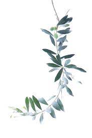 Watercolor Painting Olive Branch Green Leaves 564 846 Transprent Png Free Download Plant Leaf Branch Watercolor Plants Watercolor Flowers Botanical Art