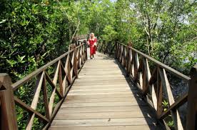 Paya bujok seuleumak, langsa baro, kota langsa, . Hutan Mangrove Kota Langsa Destinasi Wisata Murah Nan Alami