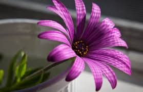 Free download high quality wallpapers gorgeous images. Purple Flower Wallpapers Hd