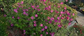 Image result for Pavonia rogersii