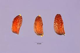 Image result for Eragrostis plana