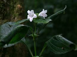 Image result for Acanthopale