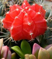 Cactus and succulents should never be overwatered, the potting soil mixture needs to provide good drainage to help solve any overwatering. Top 10 Plants To Improve Indoor Air Quality The Green Life