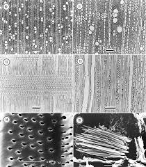 Image result for Triainolepis africana