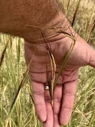 Image result for Heteropogon melanocarpus