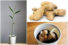 Potted gingers grow fast for fresh, flavorful roots in any season. Easy Way To Grow Ginger Root Indoors Empress Of Dirt