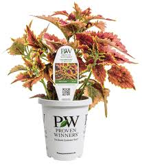 Image result for Coleus goetzenii